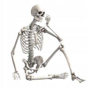 Szkielet człowieka model 90cm kościotrup dekoracja anatomiczny model edukacyjny do szkoły lub wystroju wnętrz