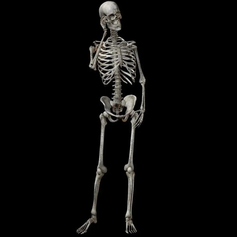 Szkielet człowieka model 90cm kościotrup dekoracja anatomiczny model edukacyjny do szkoły lub wystroju wnętrz - obrazek 2